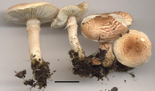 Lepiota josserandii